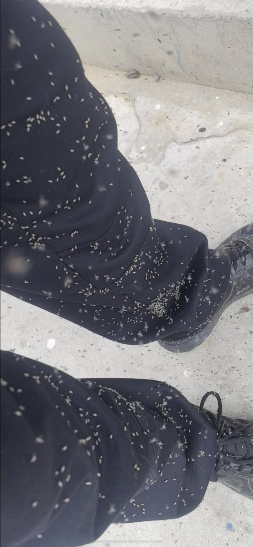 延伸阅读因常年蚊虫肆虐